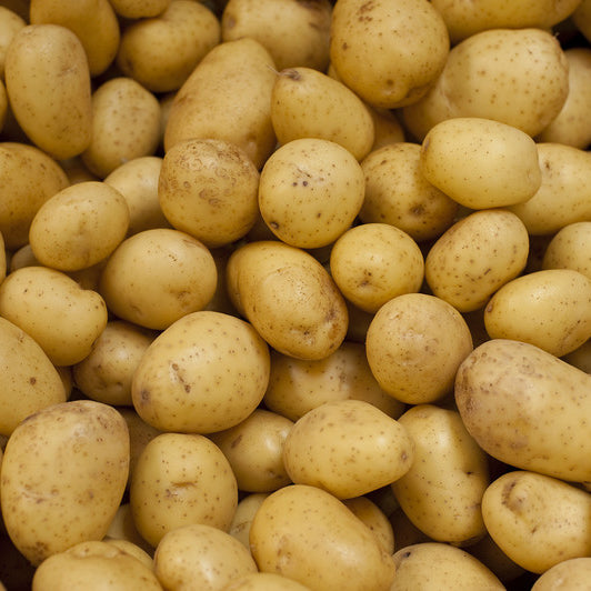 POT YUKON GOLD C 50LB