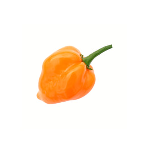 PEPPER HAB-ORANGE