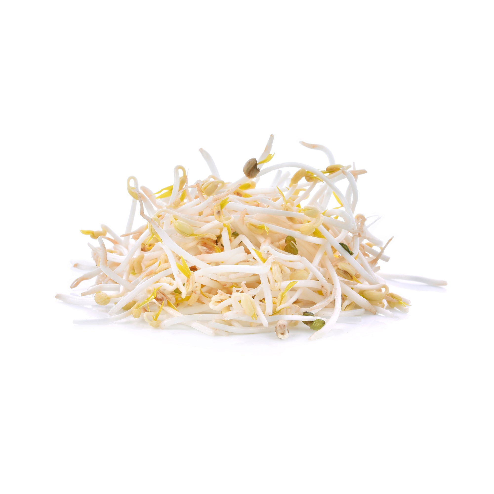 BEANS SPROUTS 10LB
